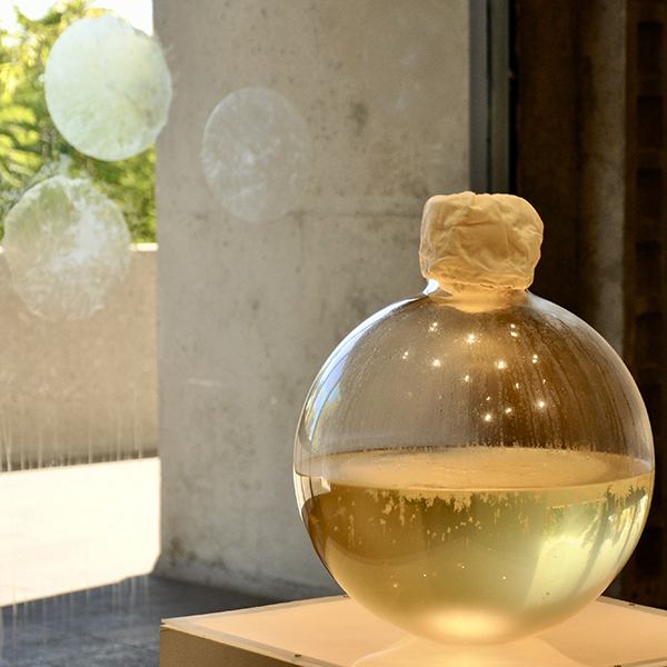 This is a color photograph of a sculptural installation by Maru Garcia. In the center of the image is a circular glass vase half filled with living culture. The neck of the vase is covered with a tan cloth. The vase is placed on a pedestal that has a dimly lit top surface. To the back left of this work is a glass window with three circular, transparent films arranged in a triangular shape. To the back right of the center work is another circular glass vase half filled with living culture placed on a pedestal that has a dimly lit top surface.